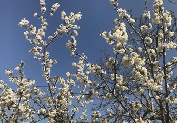 Cherry blossom with bees at work