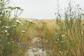 Summer cereal field with herbs and weeds growing along the path, yarrow plant in closeup, copy space for your design, summertime concept