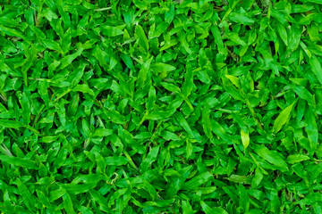 green grass background, football field
