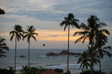 Fototapeta na wymiar view of the indian ocean, palm trees, sunset