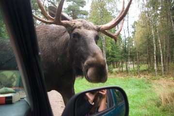 Moose approaching car