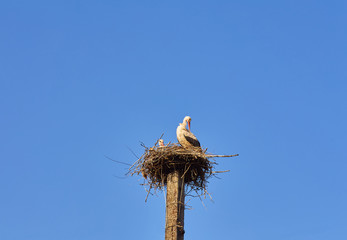 White Stork on a nesting pole on a sunny
