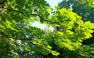 Summer chestnut foliage and branches in sunny day. Sity park nature concept.