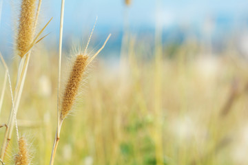 glass flower , Wheat field at sunrise