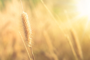 glass flower , Wheat field at sunrise