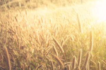 glass flower , Wheat field at sunrise