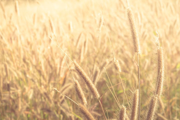 glass flower , Wheat field at sunrise