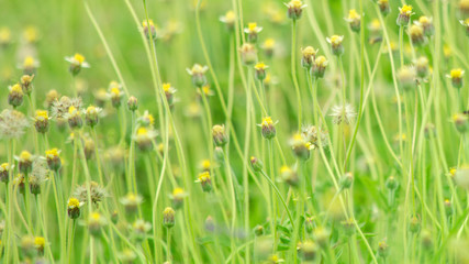 glass flower , Wheat field at sunrise