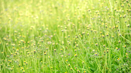 glass flower , Wheat field at sunrise