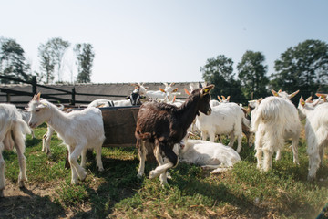Obraz premium goat farm, milk production
