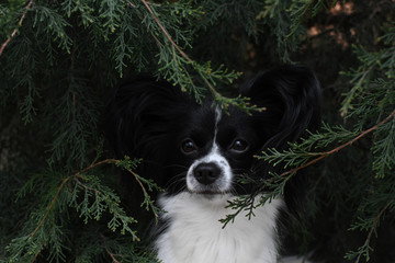 Portrait of a papillon dog