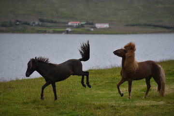 Fototapeta na wymiar two horses running