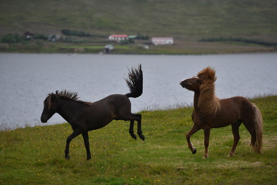 Two Horses Running