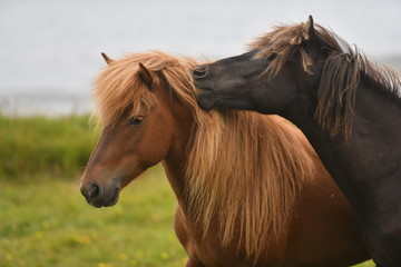 Fototapeta premium horses in the field