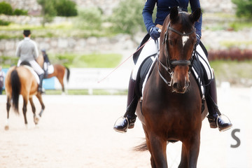 Obraz premium Equestrian sport - dressage