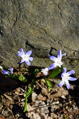 Purple scilla bulb flowers growing in the spring garden