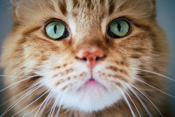 Rote Maincoon Katze mit grünen Augen