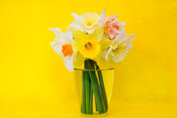 Bouquet of yellow daffodil flowers in a vase