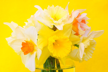Fototapeta na wymiar Bouquet of yellow daffodil flowers in a vase