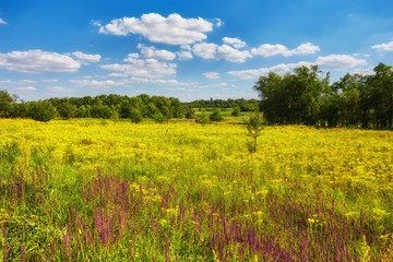 beautiful summer landscape with blossoming flowers meadow.