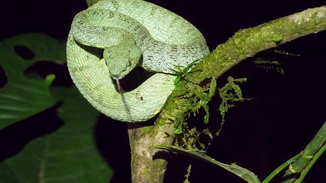 Two-striped forest pitviper (Bothriopsis bilineata) prepares to strike. In a tree in the rainforest understory at night in Orellana province, the Ecuadorian Amazon.