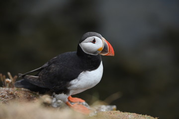 atlantic puffin or common puffin