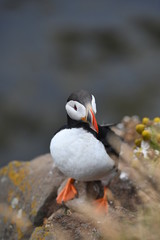 atlantic puffin or common puffin