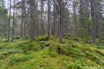Mossy forest floor at Norrsundet, Sweden, with tall pine trees and green moss under soft light