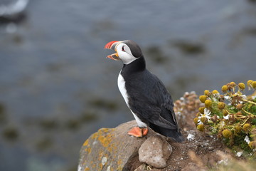 atlantic puffin or common puffin