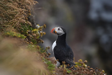 atlantic puffin or common puffin