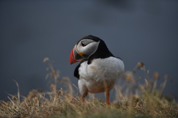 atlantic puffin or common puffin