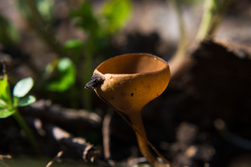 mushroom in the forest