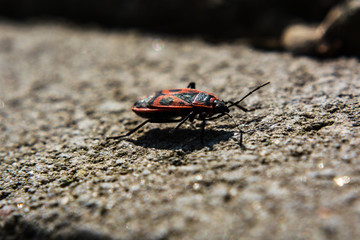 red and black beetle with specks on back close up
