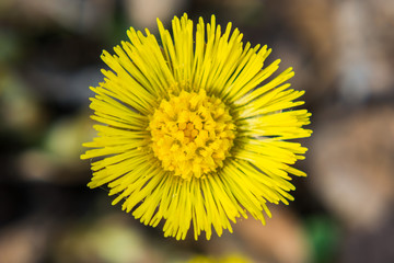 yellow flower that looks like the sun closeup
