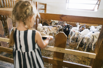 little girl stands in a barn on a goat farm