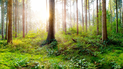Beautiful fresh green forest in spring with bright sunlight in the fog