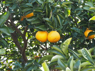 木に実った食べ頃の八朔