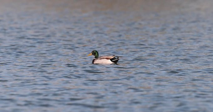 male de canard colvert sur l'eau