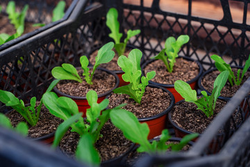 Close-up of a young kohlrabi plant in the greenhouse.