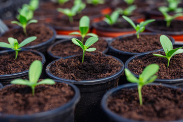 Green plant sprouts. Cultivated young sprouts in rich soil grow under sun in hothouse.
