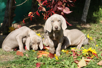 Beautiful puppies of Weimaraner Vorsterhund with flowers and leaves
