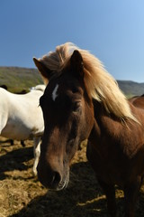 Obraz premium horse in the field