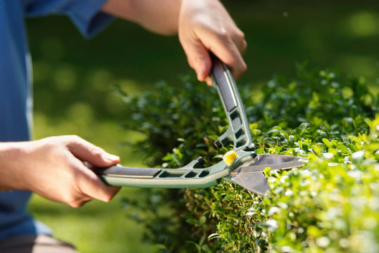 Trimming Hedge Bushes