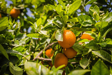 Orange trees in Kolymbetra Garden in the Valley of the Temples. Agrigento, Sicily, Italy