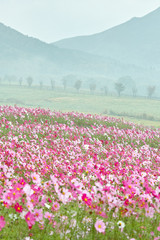 Fototapeta premium コスモス