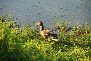 Fototapeta premium duck in the grass
