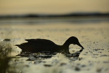 duck on the lake