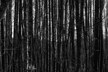 forest with dense growth of thin dark trees, black and white