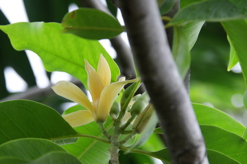 Light yellow flower of White Champaka is blooming on branch and green leaves, Thailand. Another...