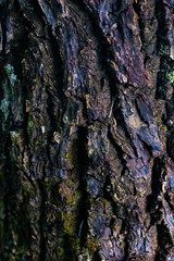 Tree Bark Texture Nature 